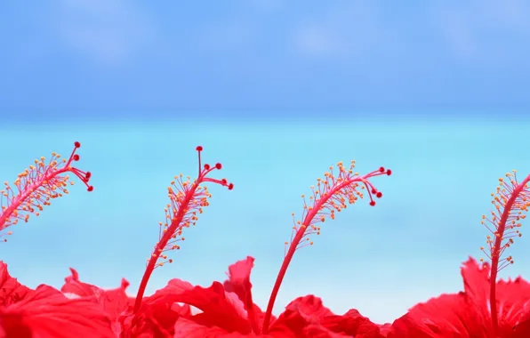 Flowers, Maldives, Hibsicus