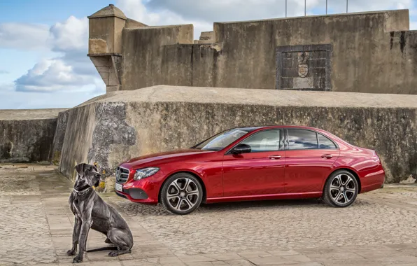 Картинка Mercedes-Benz, собака, E-Class, мерседес, W213