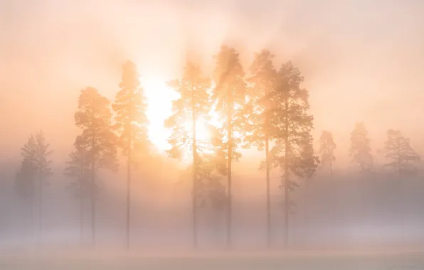 Картинка зима, небо, лучи, деревья, туман