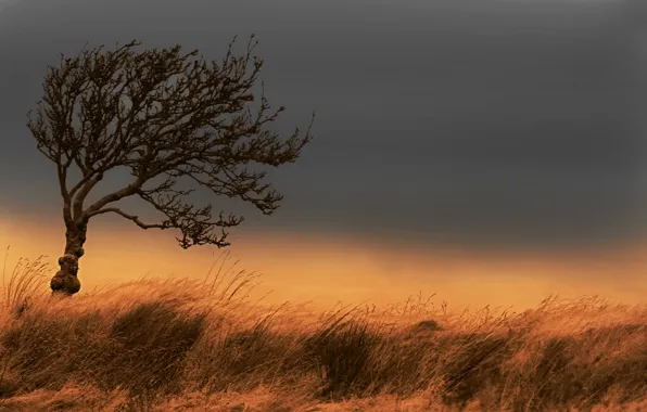 Картинка поле, осень, небо, трава, дерево, ветер