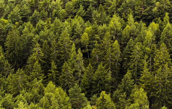 Green, forest, trees, pattern
