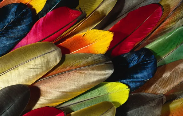 Перья, разноцветные обои, перо попугаи