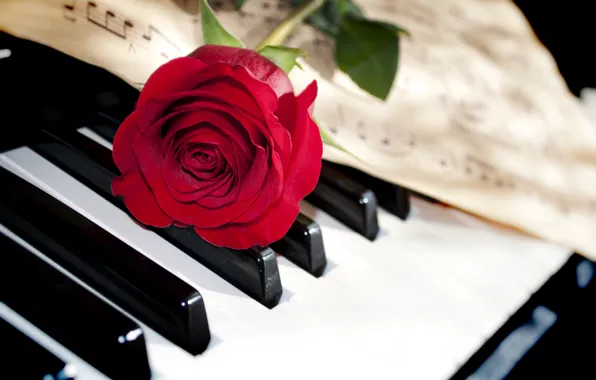 Цветок, макро, ноты, роза, клавиши, пианино, красная, крупным планом