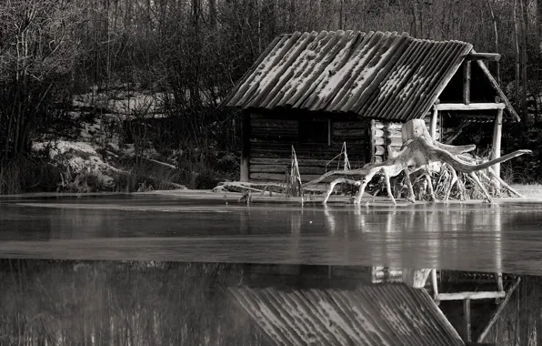 Картинка река, корень, черно-белая