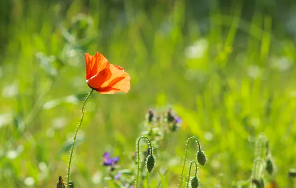Red, flower, poppy, meadow