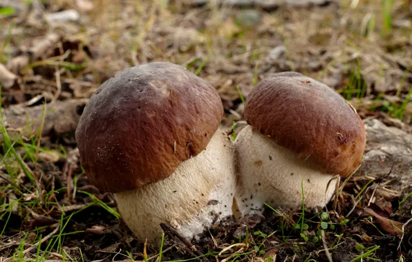 Лес, грибы, парочка, боровики