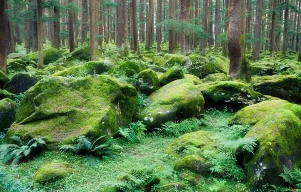 Деревья, камни, мох, Индия, заповедник, Манали
