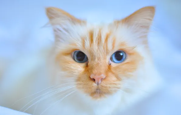 Картинка кошка, кот, взгляд, мордочка, голубые глаза