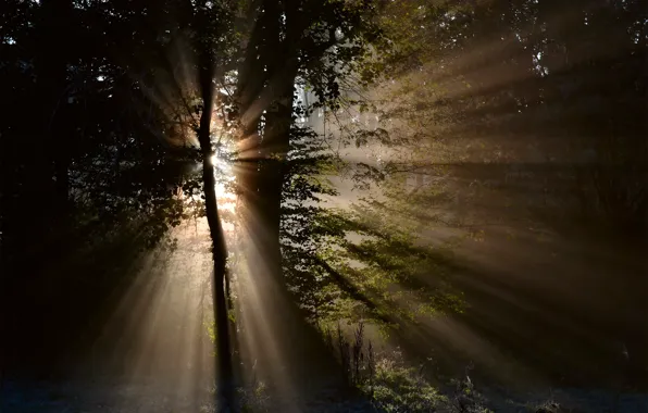 Картинка лес, солнце, лучи, свет, деревья, природа
