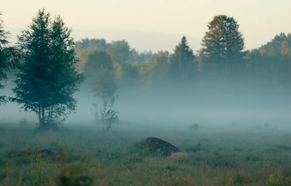 Картинка лес, лето, деревья, природа, туман, Швеция, Sweden