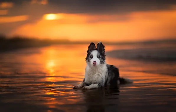 Море, взгляд, вода, солнце, свет, закат, берег, собака