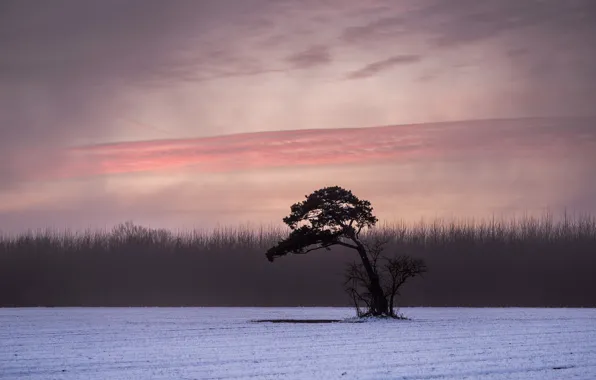 Картинка зима, туман, сосна, дерево, дымка, силуэт, поле, облака