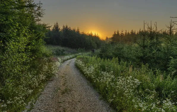 Картинка дорога, лес, лето