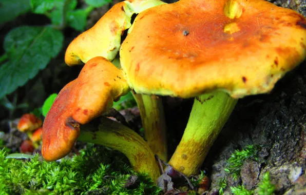 Grass, mushroom, plant