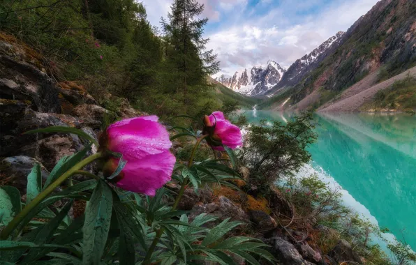 Картинка цветы, горы, природа, Россия, пионы, Алтай
