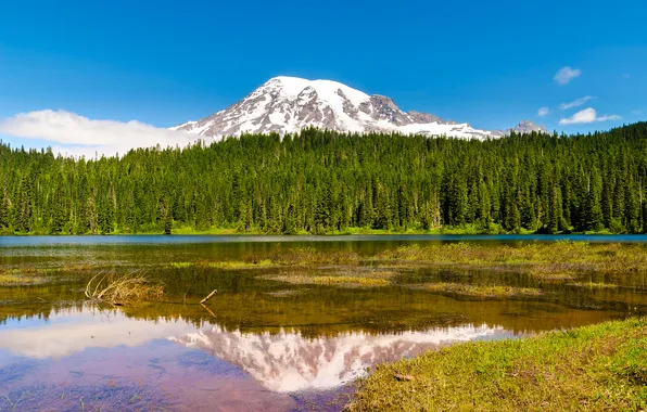 Картинка лес, деревья, природа, озеро, гора, вулкан, USA, Washington