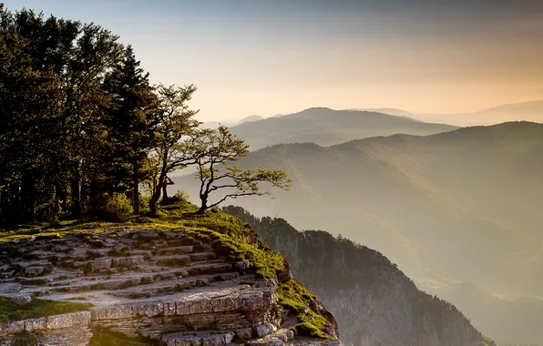 Деревья, пейзаж, горы