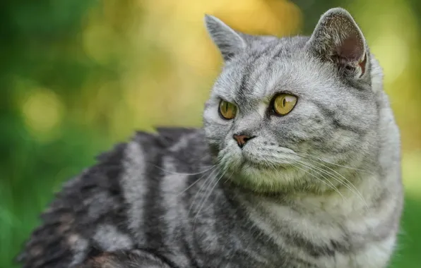 Кошка, трава, кот, взгляд, морда, желтый, зеленый, серый