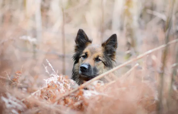 Взгляд, друг, собака