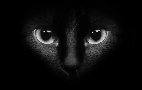 Картинка кошка, глаза, кот, котэ, тёмный фон