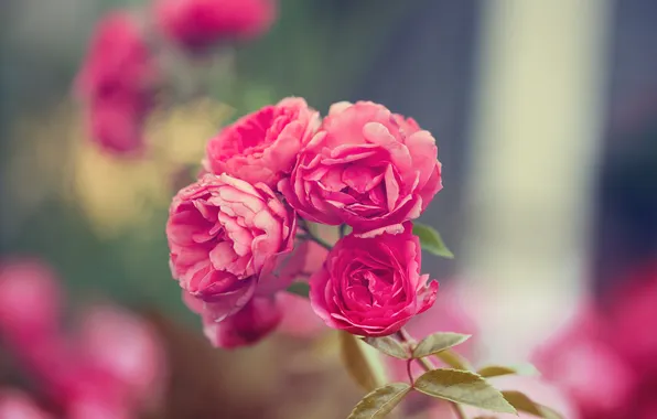 Цветы, розы, лепестки