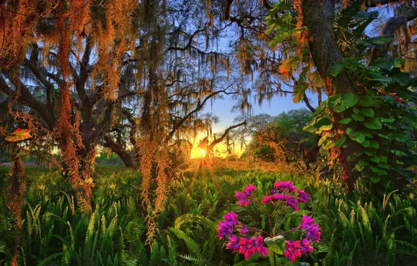 Цветок, деревья, закат, Флорида, папоротник