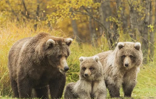Семья, медведи, гризли