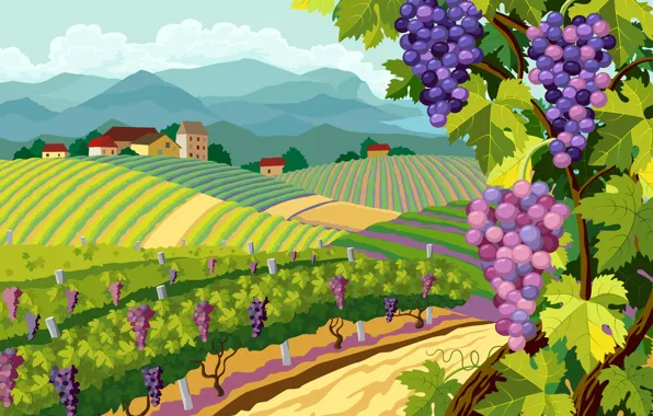 Картинка природа, ландшафт, виноград, гроздь, виноградник, landscapes, Vector, grapes