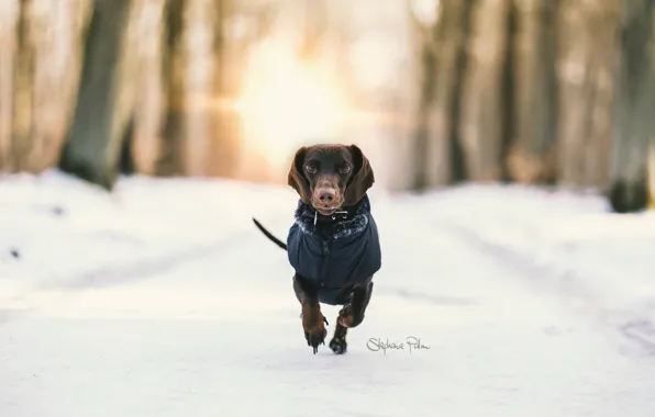 Картинка зима, фон, собака