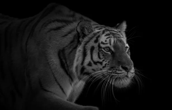 Тигр, хищник, крадется, красавец
