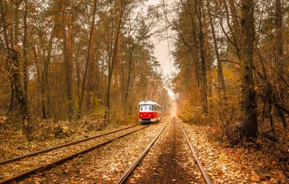 Осень, лес, листья, трамвай, линии электропередачи