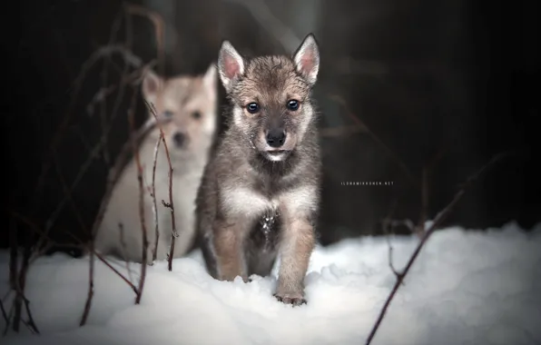 Зима, собаки, природа, щенки