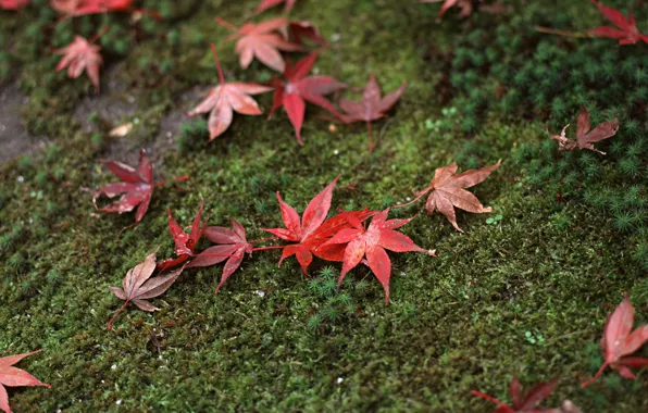 Картинка Трава, Япония, Листья