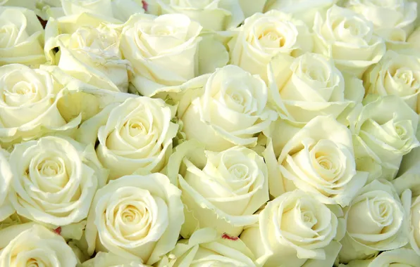 Цветы, букет, белые розы