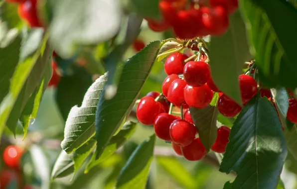 Ягоды, Черешня, Cherries