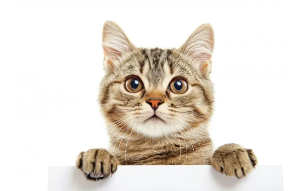 Кошка, взгляд, поза, котенок, портрет, лапки, белый фон, мордашка