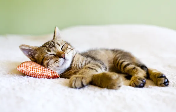 Картинка котенок, спит, лежит, подушка