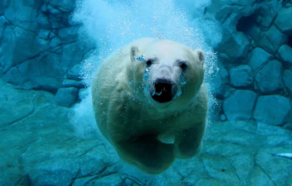 Картинка медведь под водой