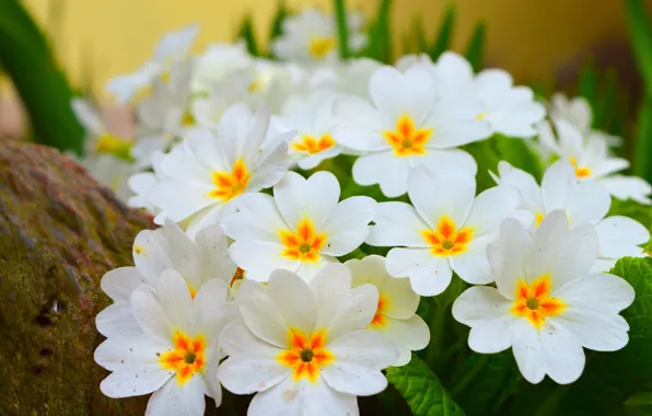 Весна, Spring, Цветение, примула, Flowering, Primula