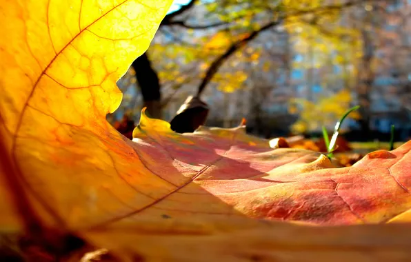 Картинка осень, жёлтый, листик, взгляд изнутри, интересно.