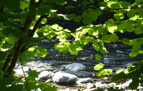 Лес, река, forest, river, Закарпатье