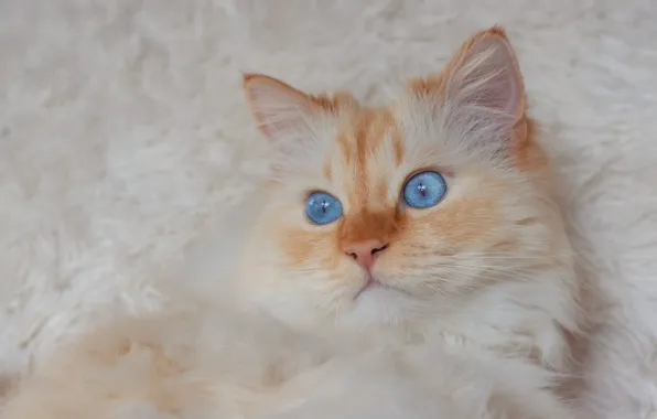 Кошка, белый, кот, взгляд, поза, рыжий, лежит, мех