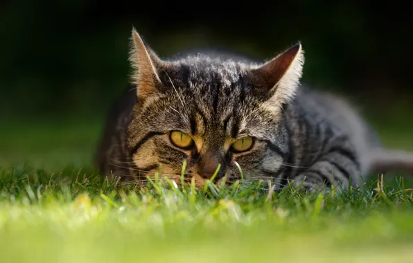 Кошка, трава, кот, взгляд, мордочка