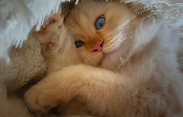 Кошка, кот, взгляд, котенок, портрет, пушистый, рыжий, котёнок