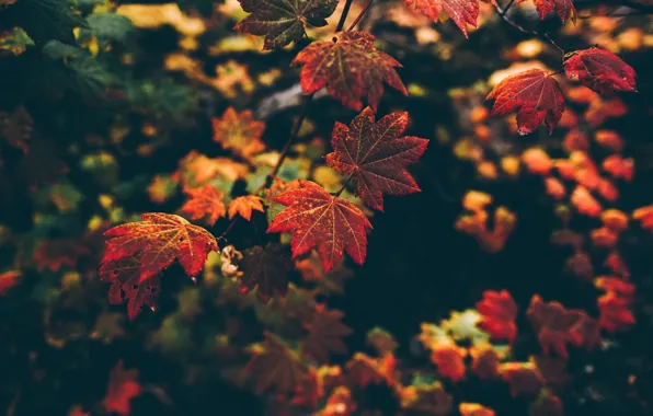 Осень, макро, природа, листва, ветка