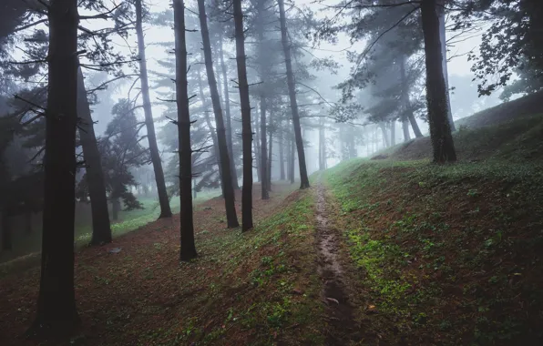 Картинка лес, деревья, природа, туман, утро, тропинка