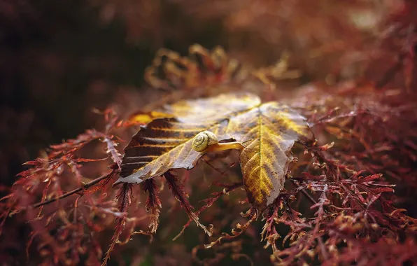 Осень, лист, улитка