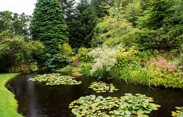 Деревья, пруд, парк, Шотландия, кусты, Attadale Gardens, Strathcarron