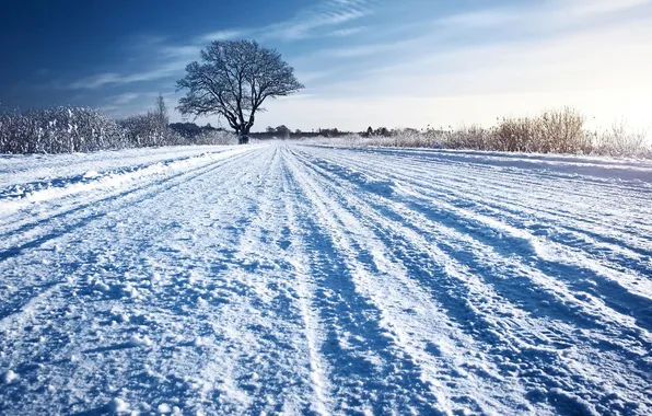 Картинка зима, дорога, трава, снег, дерево, солнечно