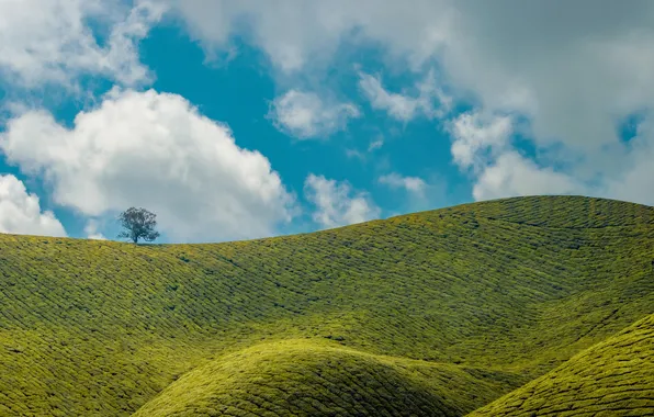 Картинка landscape, nature, clouds, hills, Asia, plantation, India, Munnar